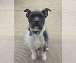 Small #1 American Staffordshire Terrier Mix