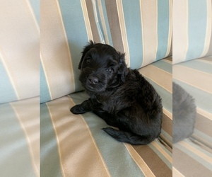 Aussiedoodle Puppy for sale in FT MYERS, FL, USA