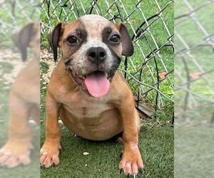 Bulldog-Unknown Mix Dogs for adoption in Texas City, TX, USA