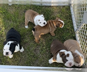 Bulldog Litter for sale in ERIE, MI, USA