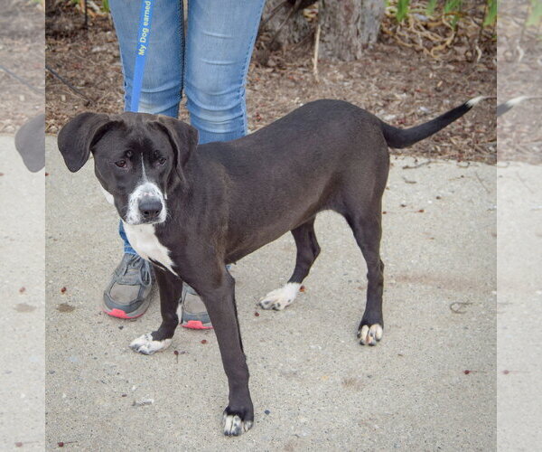 Medium Photo #3 Pointer-Unknown Mix Puppy For Sale in Huntley, IL, USA