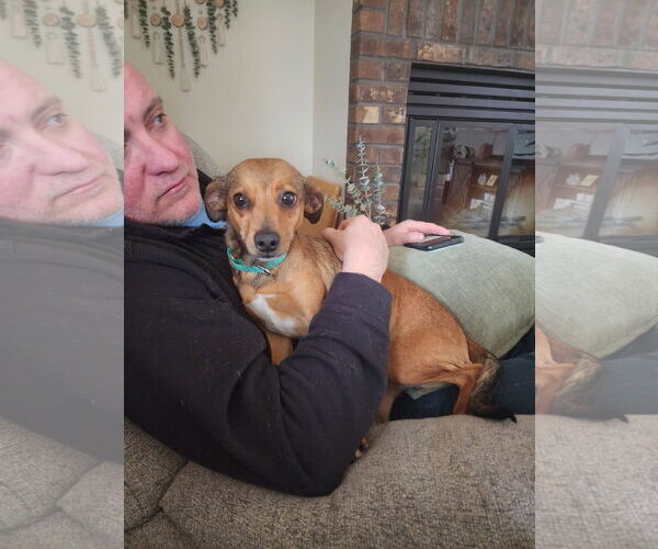 Medium Photo #3 Chihuahua-Unknown Mix Puppy For Sale in New London, WI, USA