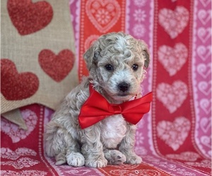 Poodle (Toy) Puppy for sale in LANCASTER, PA, USA