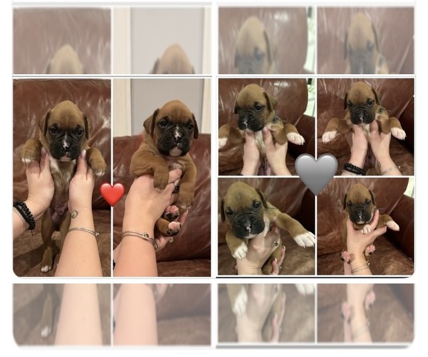 Medium Photo #1 Boxer Puppy For Sale in EAST FREETOWN, MA, USA