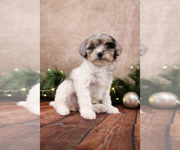 Medium Photo #1 Cavapoo (Toy) Puppy For Sale in WEST SALEM, OH, USA