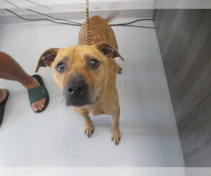 American Pit Bull Terrier Dogs for adoption in Ocala, FL, USA
