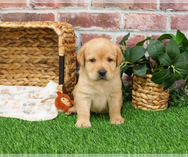 Medium Photo #12 Labrador Retriever Puppy For Sale in SYRACUSE, IN, USA