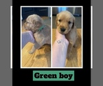 Puppy Oliver Golden Retriever