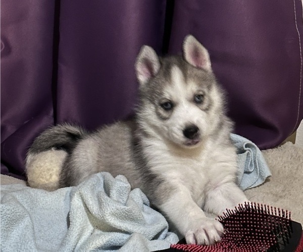 Medium Photo #1 Siberian Husky Puppy For Sale in COLUMBIA, MD, USA