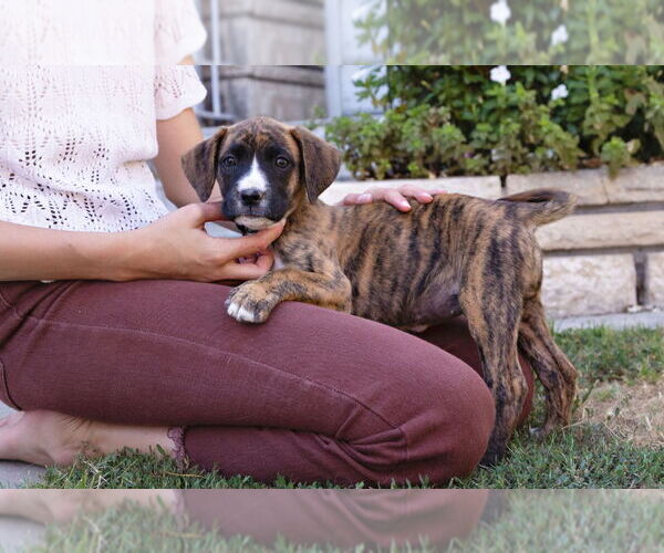 Medium Photo #3 Boxer Puppy For Sale in Dana Point, CA, USA