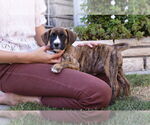 Small #2 Boxer