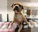 Small Photo #13 Mutt Puppy For Sale in Holly Springs, NC, USA
