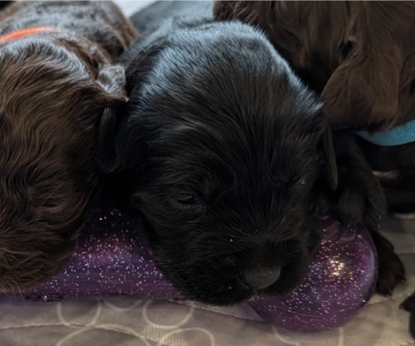 Medium Photo #25 Boykin Spaniel-Goldendoodle Mix Puppy For Sale in MORGANTON, NC, USA