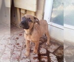 Small #5 Mutt