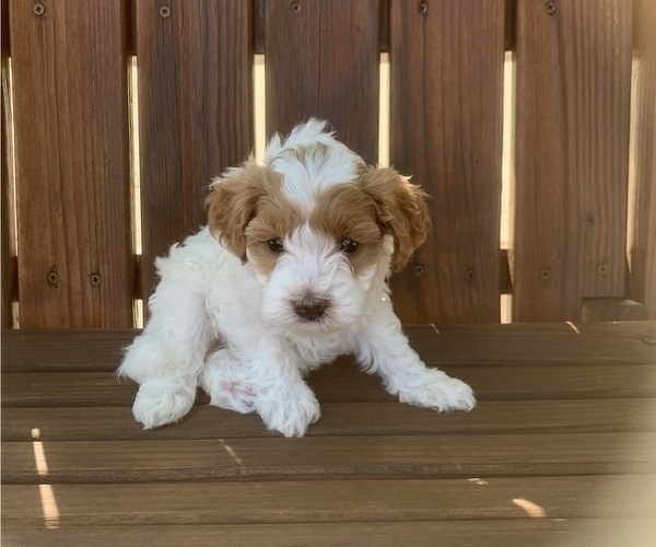Medium Photo #1 Cavapoo Puppy For Sale in GOSHEN, IN, USA
