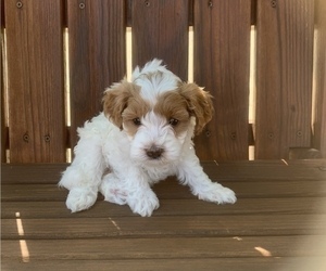 Cavapoo Puppy for Sale in GOSHEN, Indiana USA