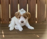 Small Photo #1 Cavapoo Puppy For Sale in GOSHEN, IN, USA