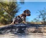 Small #12 Catahoula Leopard Dog