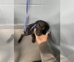 ANNIE - Female Dachshund-Unknown Mix Dog for Adoption - Small photo