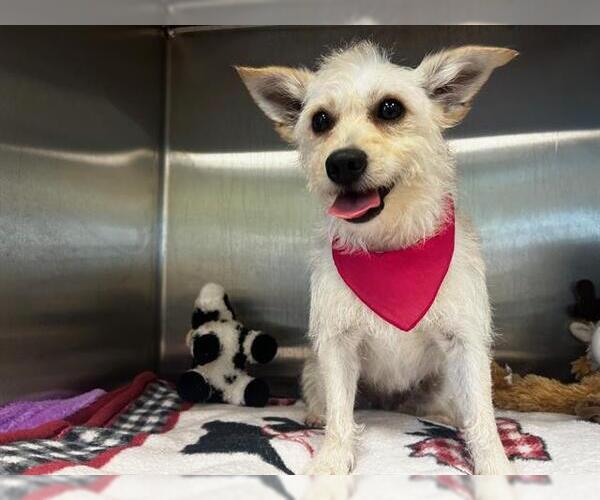 Medium Photo #1 Cairn Terrier Puppy For Sale in Orange, CA, USA