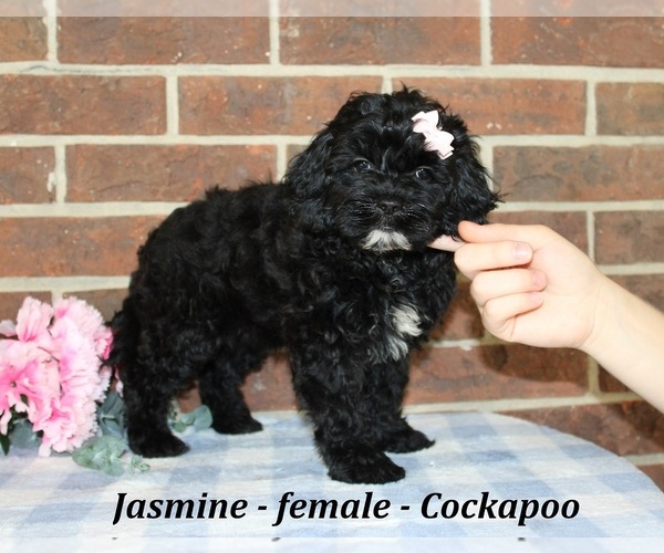 Medium Photo #1 Cockapoo (Miniature) Puppy For Sale in CLARKRANGE, TN, USA