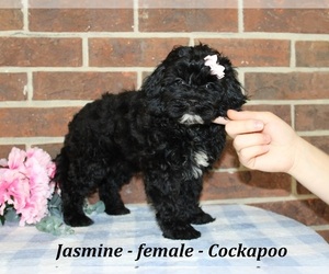 Cockapoo (Miniature) Puppy for sale in CLARKRANGE, TN, USA