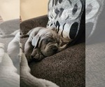 Small Photo #1 Cane Corso Puppy For Sale in ATASCOCITA, TX, USA