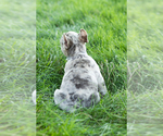 Small Photo #7 French Bulldog Puppy For Sale in BREMEN, IN, USA
