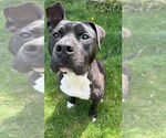 Small #2 American Pit Bull Terrier