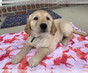Golden Retriever Puppy for sale in GREENWD, IN, USA