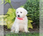 Small #1 English Cream Golden Retriever