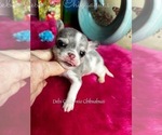 Small #3 Chihuahua