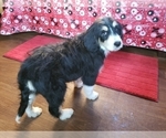 Small #1 Bernedoodle