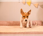 Small #3 Mutt