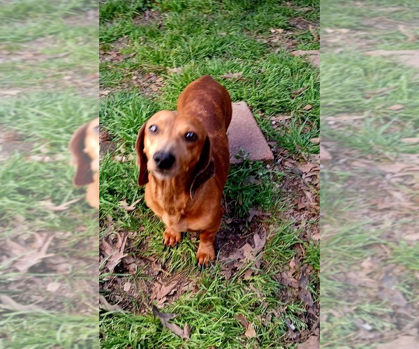 Medium Photo #1 Dachshund Puppy For Sale in CARTHAGE, TX, USA