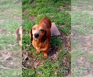 Father of the Dachshund puppies born on 04/20/2025