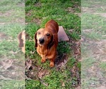 Small Photo #1 Dachshund Puppy For Sale in CARTHAGE, TX, USA
