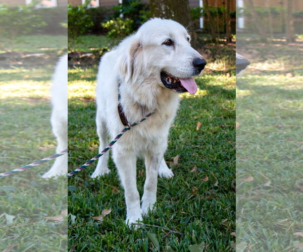 Medium Photo #14 Great Pyrenees Puppy For Sale in Spring, TX, USA