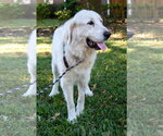 Small #13 Great Pyrenees