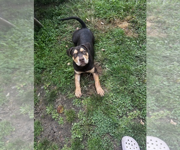 Medium Photo #2 American Bully Puppy For Sale in BROCKTON, MA, USA