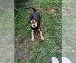 Small #1 American Bully