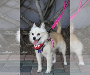 Buttercup - Female Chiranian Dog for Adoption - Photo #10