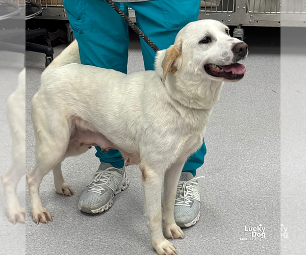 Medium Photo #2 Labrador Retriever-Retriever  Mix Puppy For Sale in Washington, DC, USA