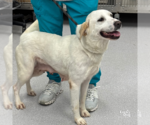 Small #1 Labrador Retriever-Retriever  Mix