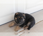 Small Photo #1 German Shepherd Dog Puppy For Sale in WESTCLIFFE, CO, USA