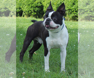 Father of the Boston Terrier puppies born on 03/05/2025