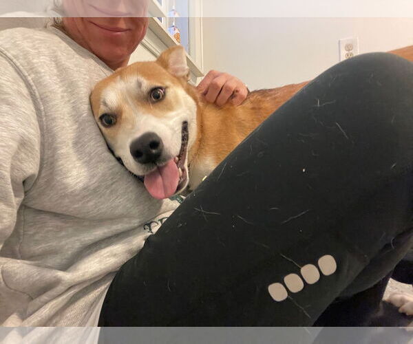 Medium Photo #3 Mutt Puppy For Sale in Clarkston, MI, USA