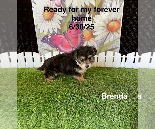 Medium Photo #3 Yo-Chon Puppy For Sale in MOUNT PLEASANT, MI, USA