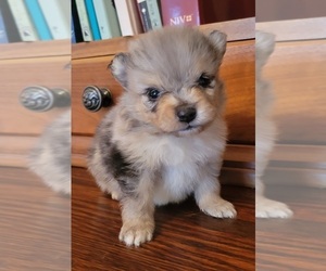 Pomeranian Puppy for Sale in STATHAM, Georgia USA