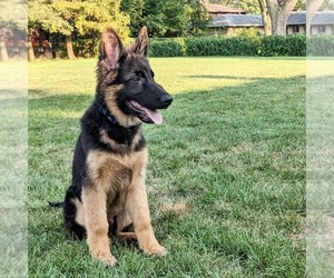 German Shepherd Dog Puppy for sale in PROSPECT HEIGHTS, IL, USA